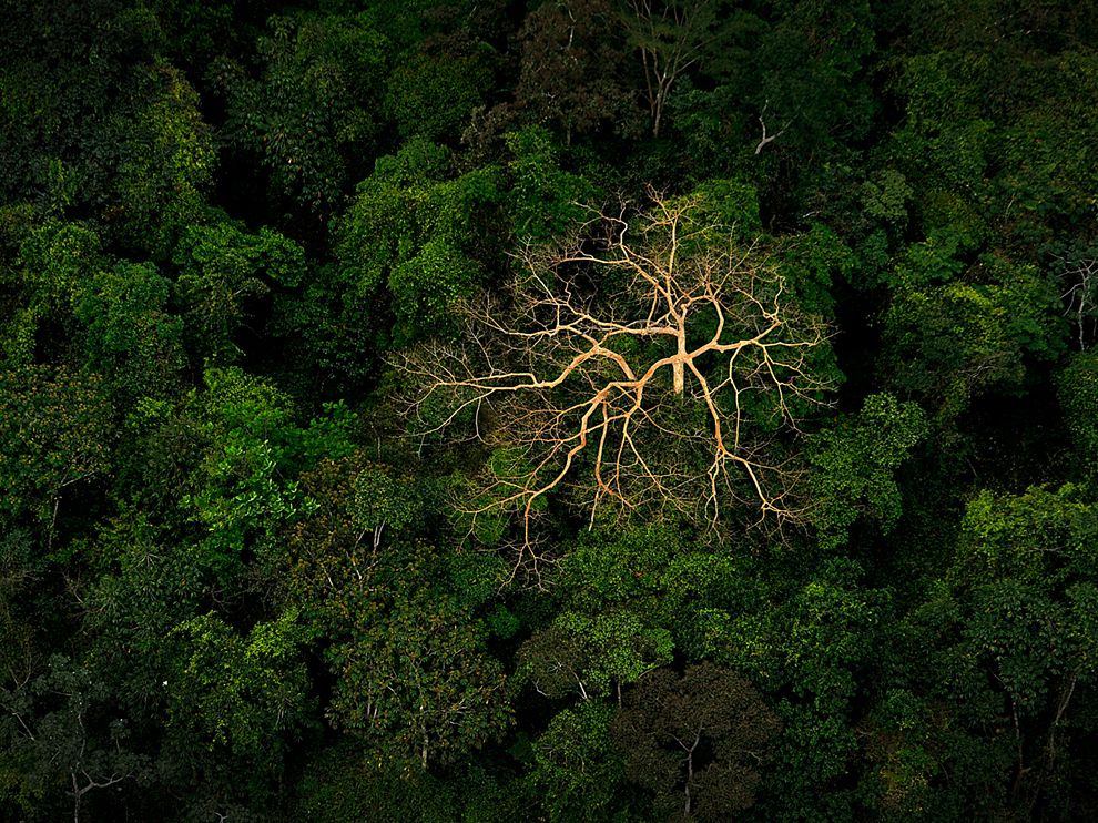 Jungle Canopy, Honduras © Jeremy Lock